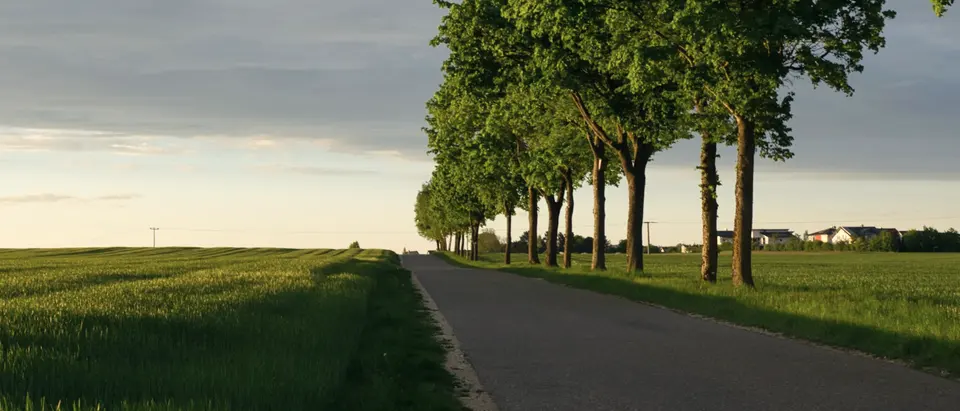 Baumallee an einer Landstraße durch Felder, typisch für das Münsterland.